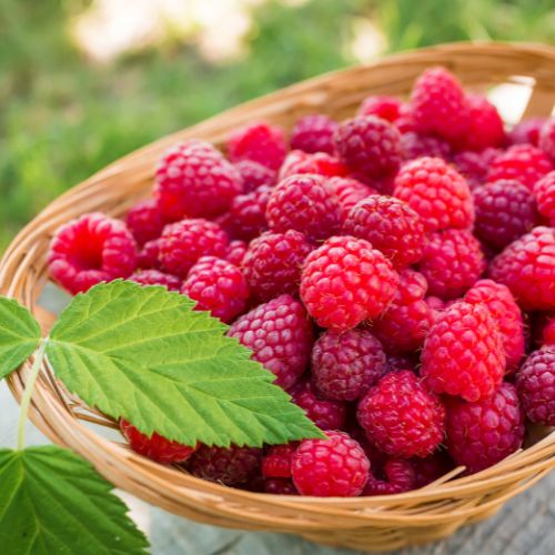 Fresh Raspberries