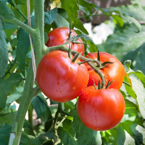 Tomatoes